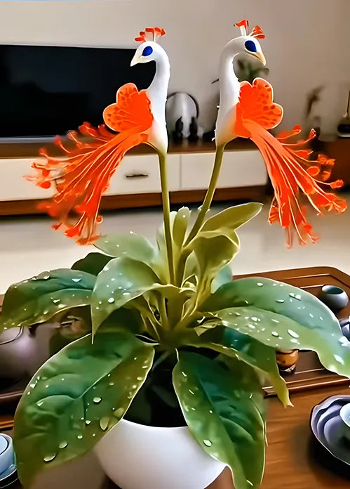 🌺 Semena pavove orhideje-SI
