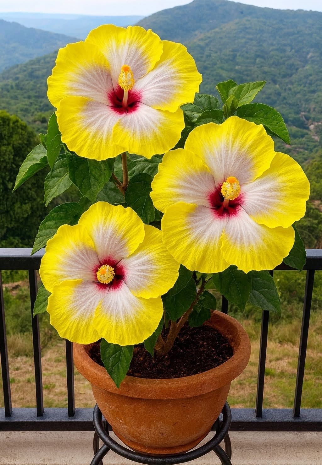 Redke čebulice hibiskusa – lončnice, balkon, zimska sajenje-SI