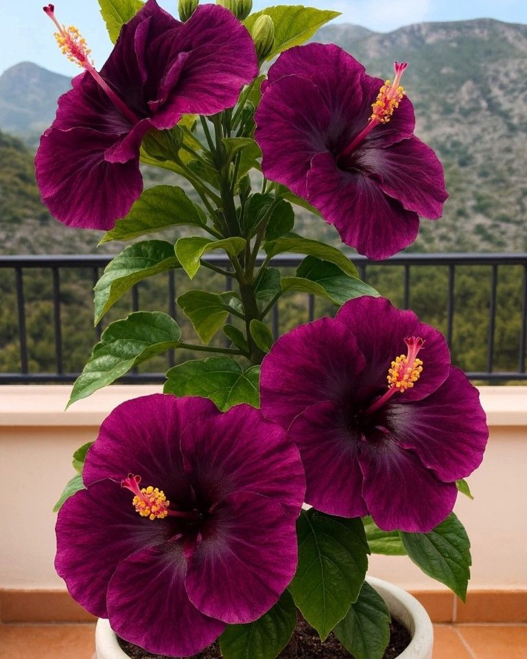 Redke čebulice hibiskusa – lončnice, balkon, zimska sajenje-SI
