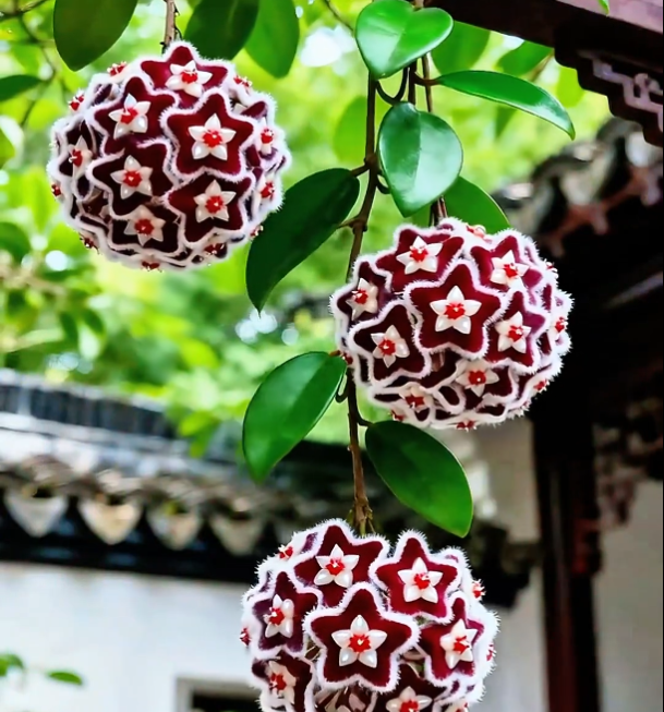 ✨Čebuljice Hoya – Zvezde padajo z neba✨-SI