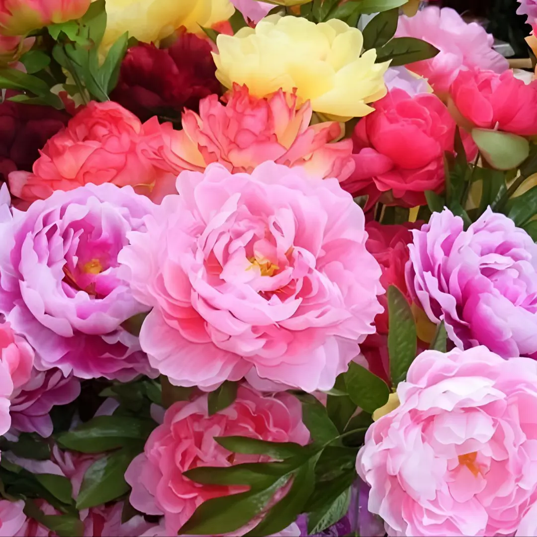 🌸 Vzpenjajoča se potonika, trajnica, odporna proti zmrzali, za notranjo in zunanjo lepoto-SI