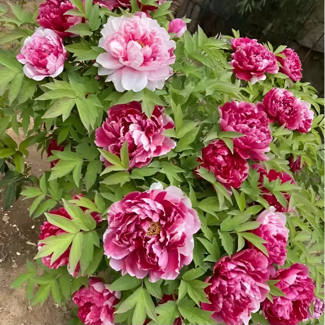 🌸 Vzpenjajoča se potonika, trajnica, odporna proti zmrzali, za notranjo in zunanjo lepoto-SI