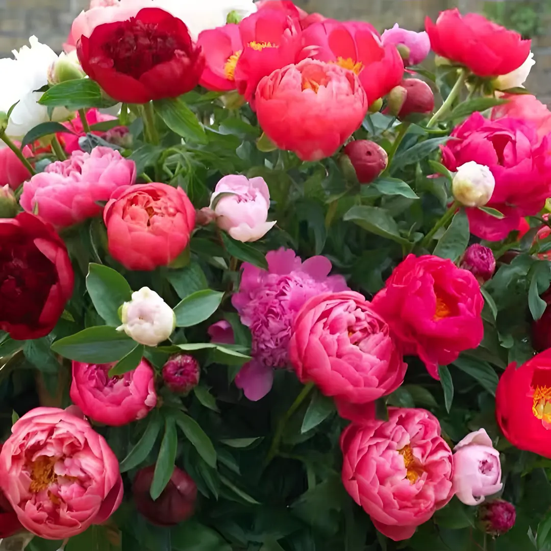 🌸 Διπλά αναρριχώμενη παιώνια, ένα ανθεκτικό στον παγετό πολυετές φυτό κήπου για εσωτερική και εξωτερική ομορφιά-GR