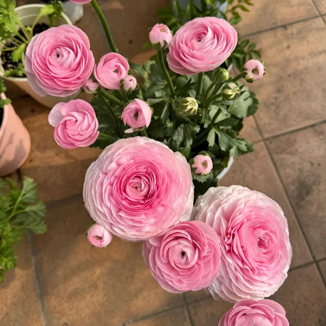 Čebulice maslenice – nežne, elegantne, nepozabne 🌸-SI