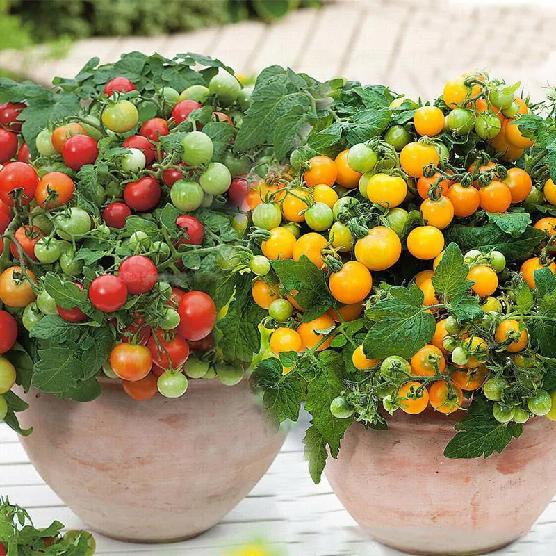 🍅🍅Νανοί σπόροι ντομάτας σε γλάστρες-SI 