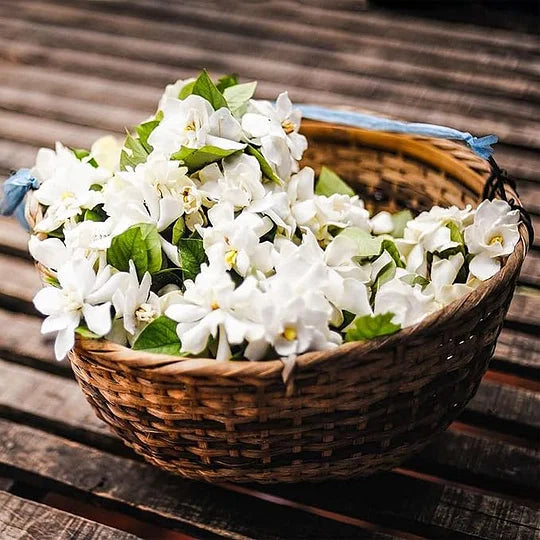 ZADNJI DAN PROMOCIJE - 49% POPUSTA 🌸Prekrasna biljka jasmina u saksiji (može se saditi zimi)🌸-HR