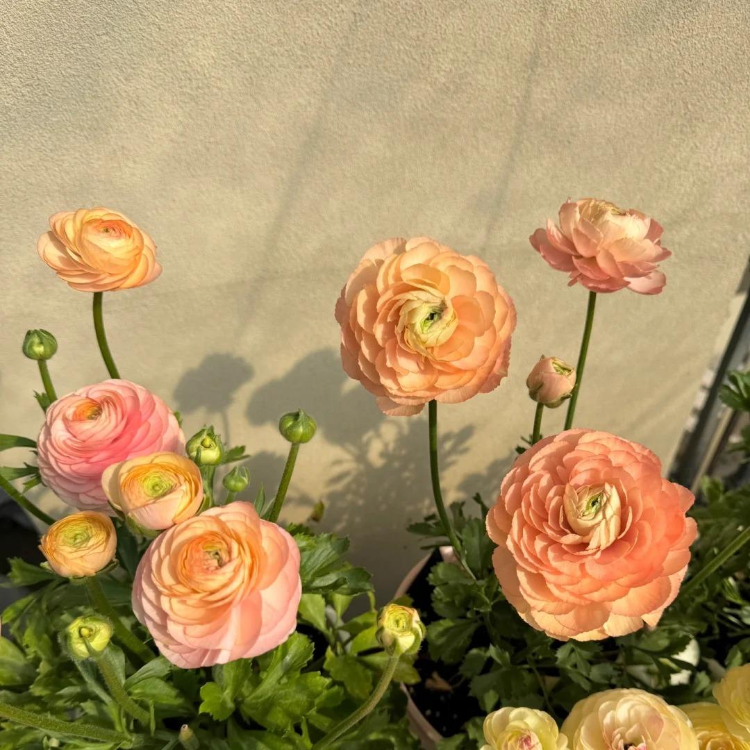Vėdryno svogūnėliai – subtilūs, elegantiški, nepamirštami 🌸-LT