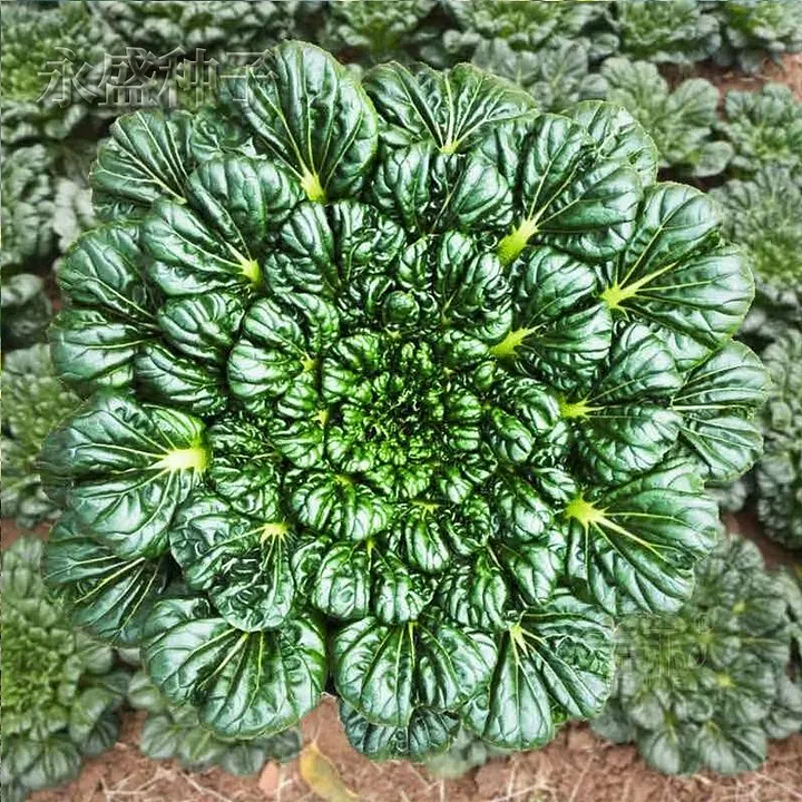 Semena Brassica Narinosa (WuTat Choy)-SI