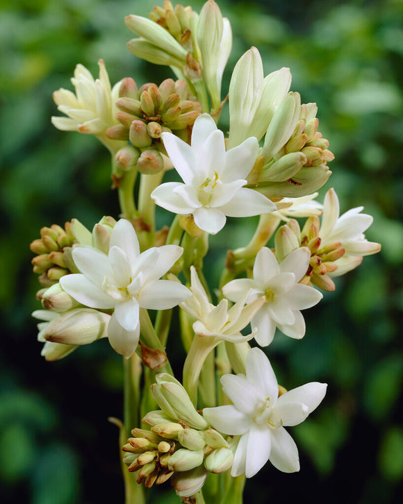 Διπλή τουμπερόζα 🌸 - Μεγάλο βολβώδες άνθος-SI 