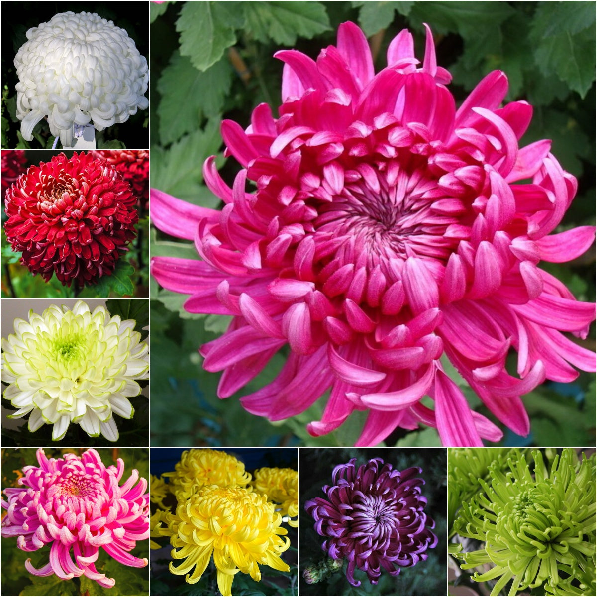 🌺Elegances zieds🌼Milzu krizantēmu sēklas-LV