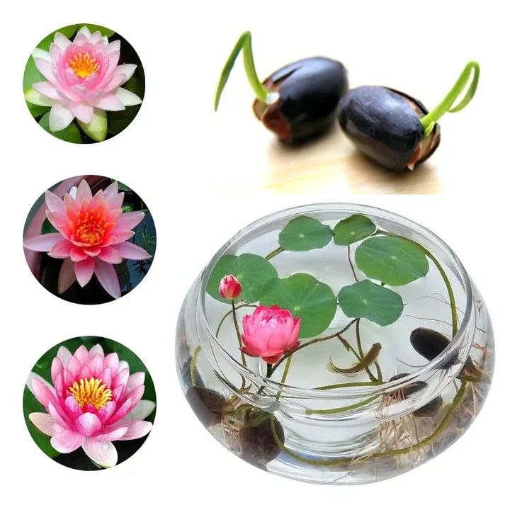 Augstākās kālitas lotus įludu semēnas-LV