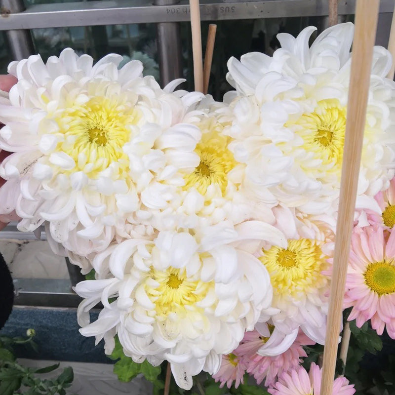 🌺Elegantsi lill🌼Hiiglasliku krüsanteemi seemned-EE