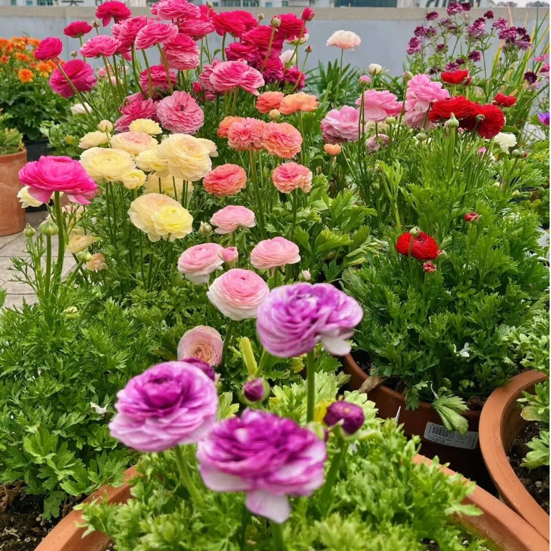 Čebulice maslenice – nežne, elegantne, nepozabne 🌸-SI