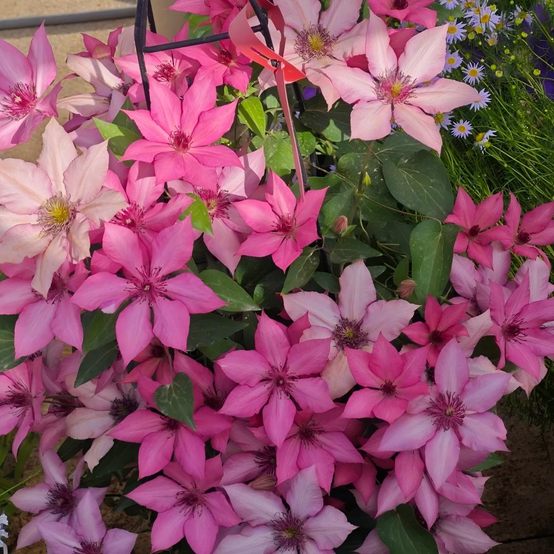 Σπόροι Clematis – η βασίλισσα των αμπελιών-GR