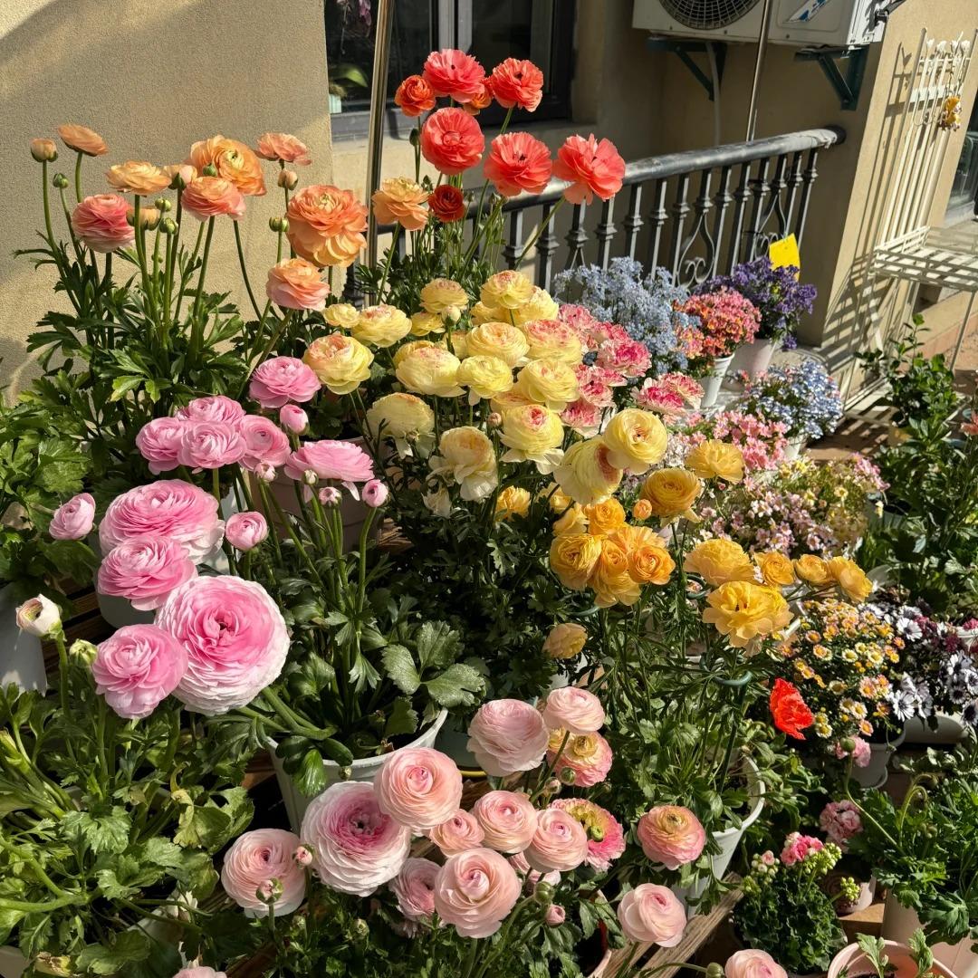 Vėdryno svogūnėliai – subtilūs, elegantiški, nepamirštami 🌸-LT