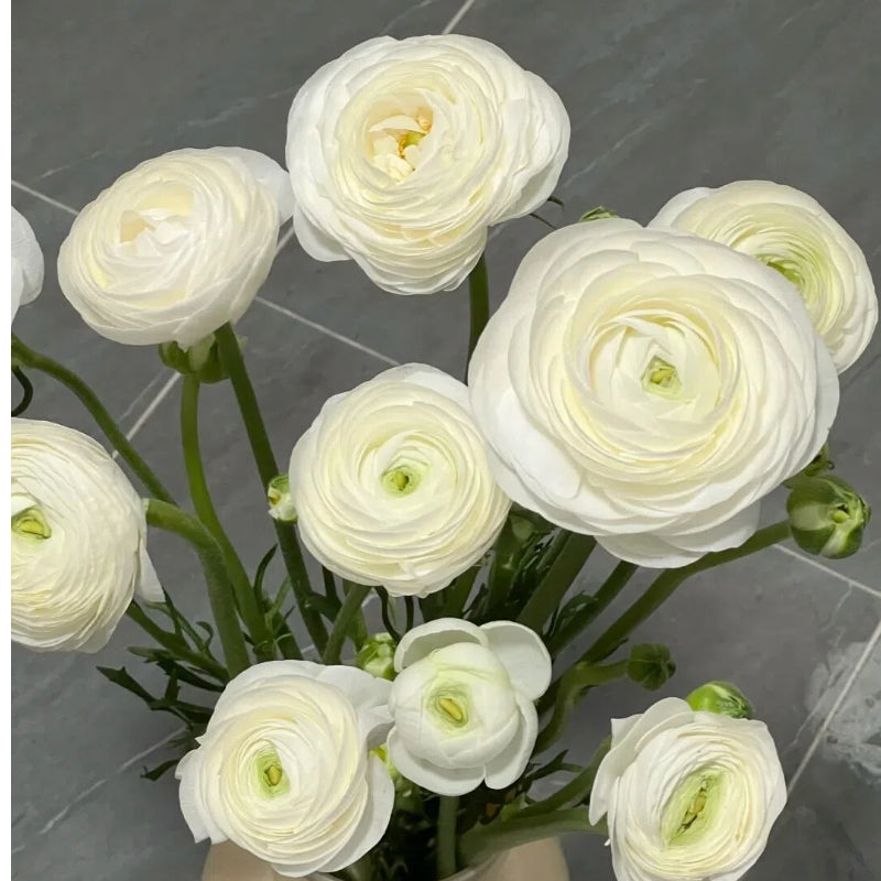 Vėdryno svogūnėliai – subtilūs, elegantiški, nepamirštami 🌸-LT