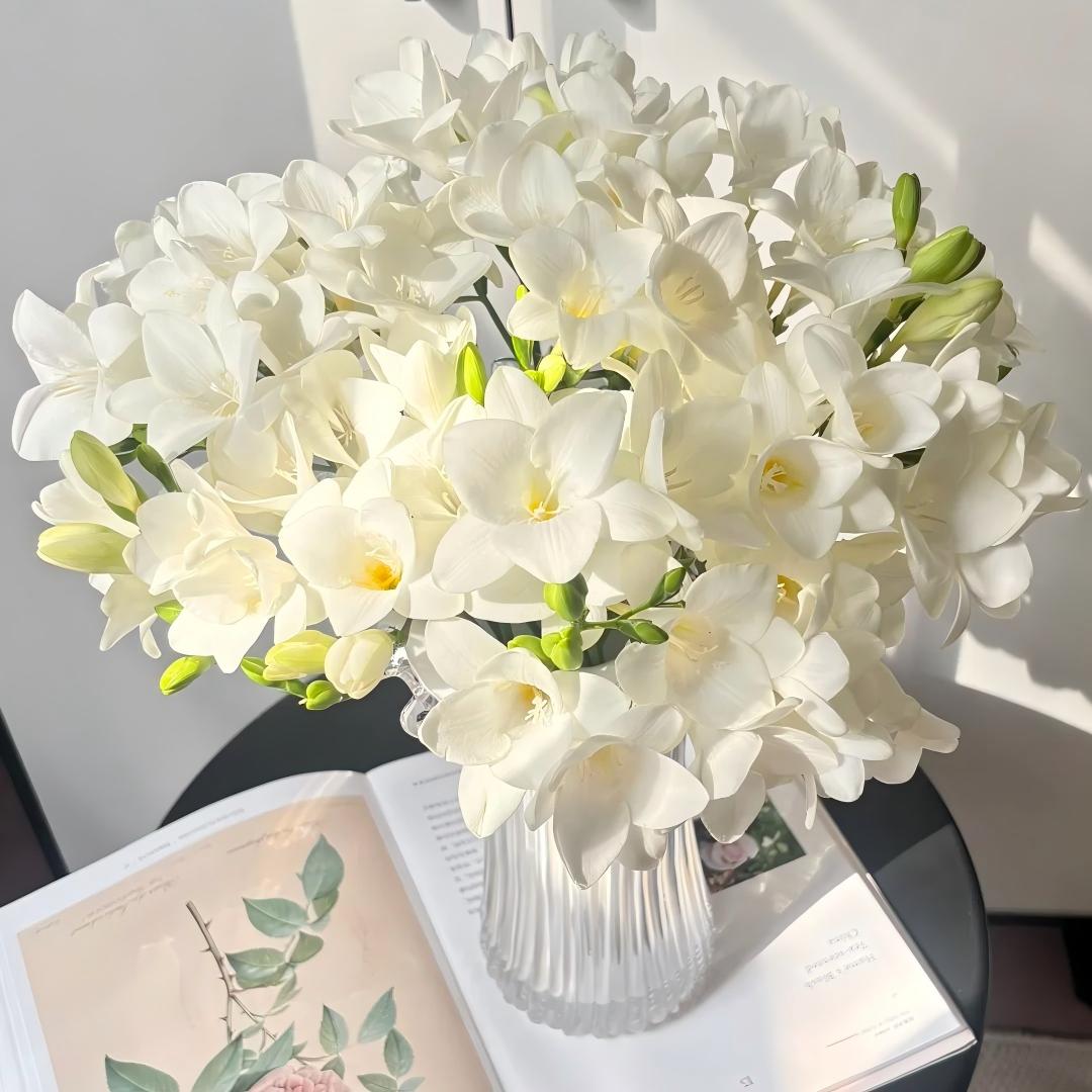 🌷Čebuljice frezije - svetovno znana dišava-SI