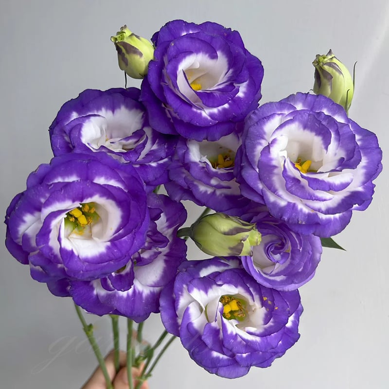 🔥Zadnji dan prodaje💝Eustoma Thornless Rose💐Semena Lisianthusa-SI