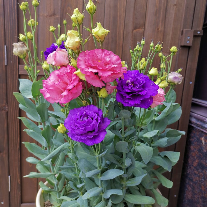 🔥Zadnji dan prodaje💝Eustoma Thornless Rose💐Semena Lisianthusa-SI