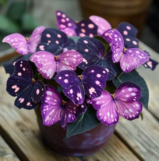 💥 Naujosios begonijos 🦋 Drugelių begonijų sėklos 🌱 Bonsai, kokio dar nematėte-LT