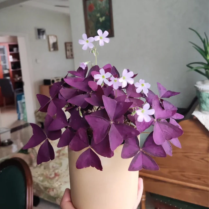 💜Čebulice vijolične kislice sreče-SI