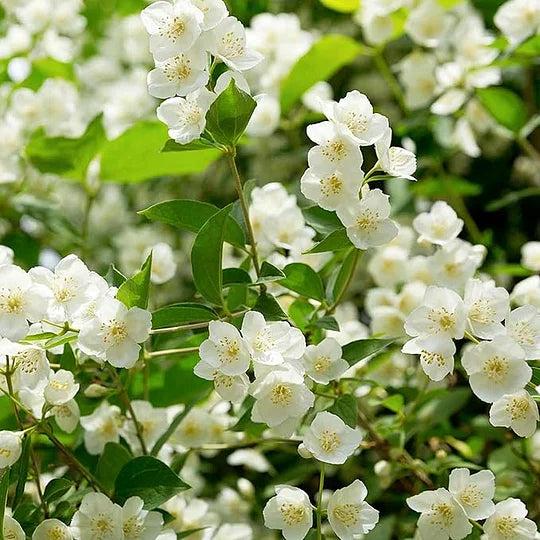 ZADNJI DAN PROMOCIJE - 49% POPUST 🌸Čudovita lončnica z jasminom (lahko se posadi pozimi)🌸-SI