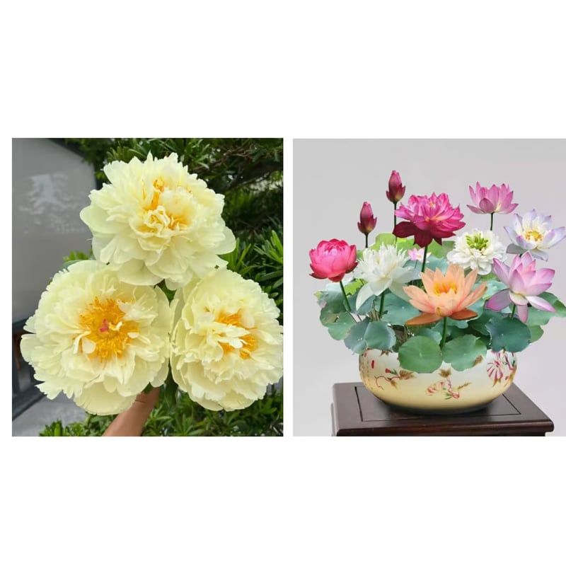🔥PASKUTINĖ DIENA 45% NUOLAIDA🌺GĖLIŲ KARALIENĖ - DVIGUBA PUTŲ FORMA-LT