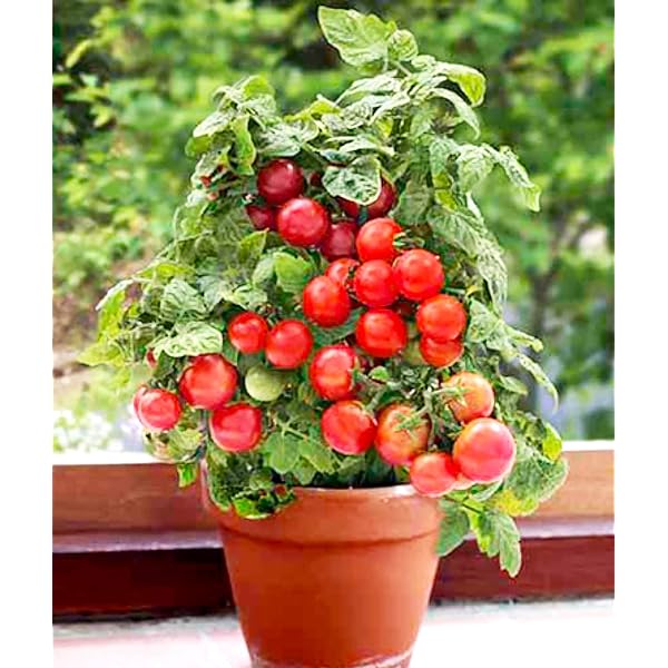 🍅🍅Νανοί σπόροι ντομάτας σε γλάστρες-SI 