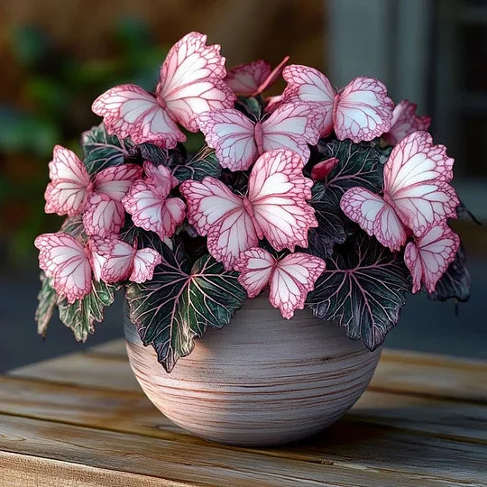 💥 Naujosios begonijos 🦋 Drugelių begonijų sėklos 🌱 Bonsai, kokio dar nematėte-LT
