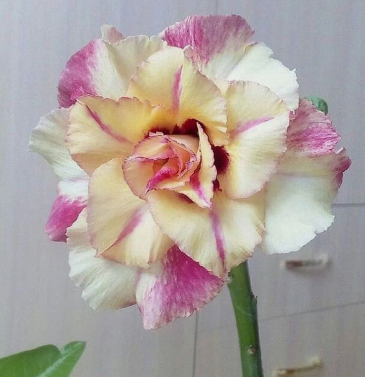 🔥Καλλιεργήστε τη βασίλισσα της ερήμου – τώρα σε μειωμένη τιμή!🎁 😍Λατρεύει να ανθίζει, ανθίζει για πολύ καιρό 🌵 Τριαντάφυλλο της ερήμου-SI 