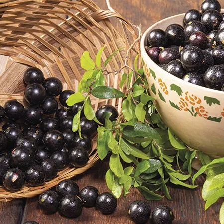 Jabuticaba vynuogių sėklos-LT