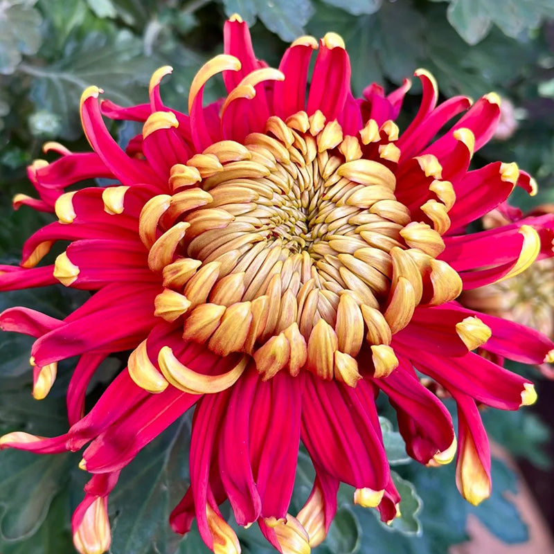 🌺Kvet elegancie🌼Semená obrovskej chryzantémy-SK