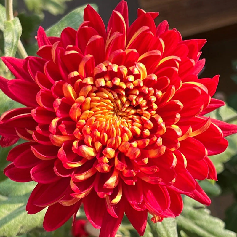🌺Cvijet elegancije🌼Sjemenke divovskog krizanteme-HR