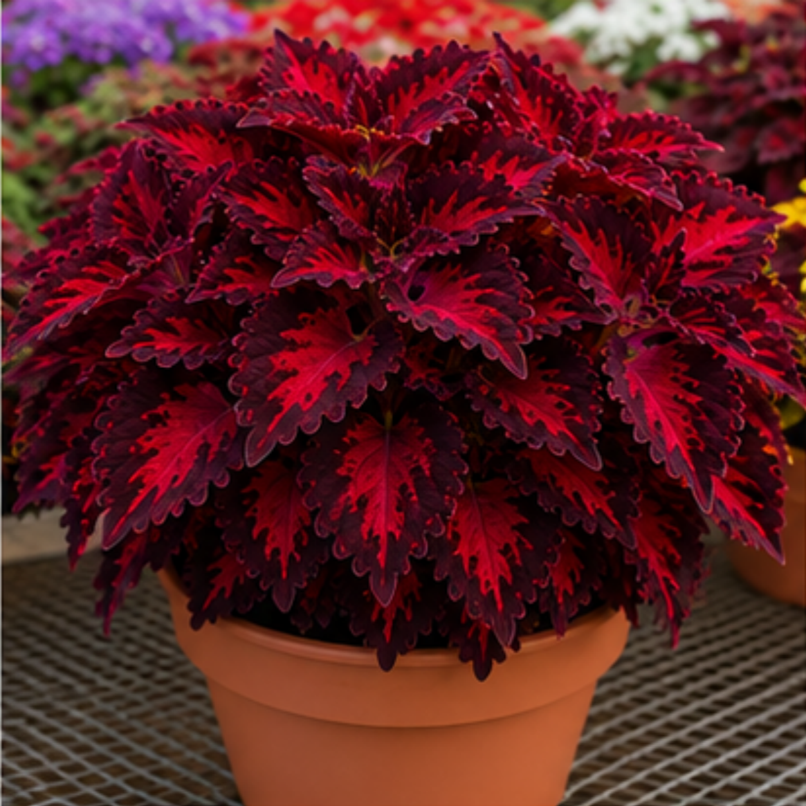 🌿Coleus svogūnėliai🌷 – Užpildykite savo sodą spalvomis🌈-LT