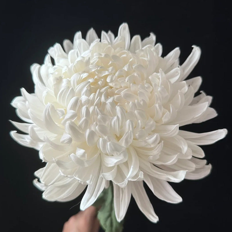 🌺Flor de la Elegancia🌼Semillas de Crisantemo Gigante-ES