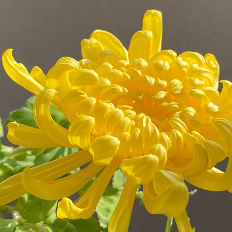 🌺Kvet elegancie🌼Semená obrovskej chryzantémy-SK