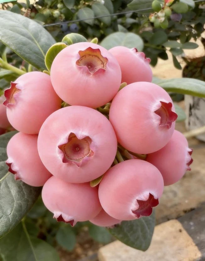 Σπόροι Pink Bliss Blueberry – Διπλή Γλυκύτητα--GR