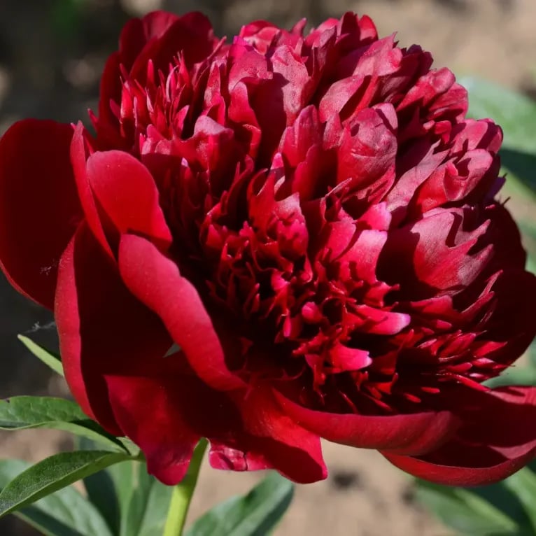 🔥PASKUTINĖ DIENA 45% NUOLAIDA🌺GĖLIŲ KARALIENĖ - DVIGUBA PUTŲ FORMA-LT