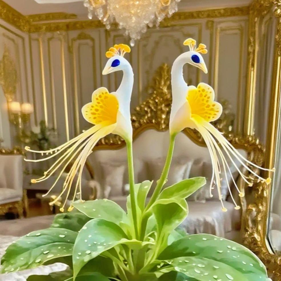 🦚 Povo orchidėja-LT
