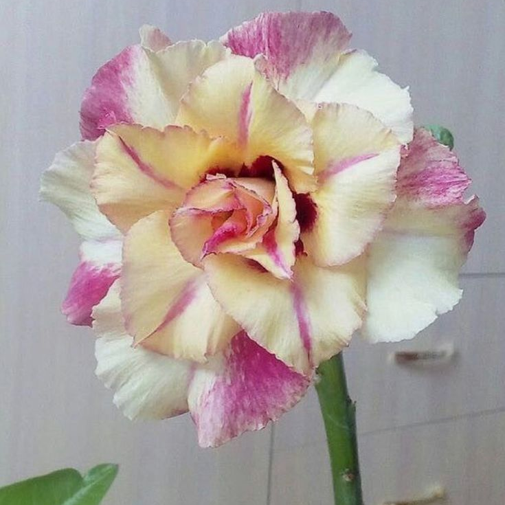 🎁Čebulice puščavskih vrtnic🌵Zelo enostavne za nego! 🌸Čebulice Adenium Obesum-SI