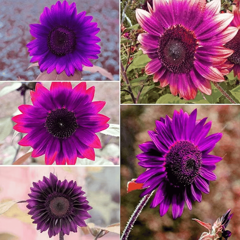 Zadnjih 8.000 semen 💜 Velikanska sončnična semena Midnight Sun 🌻 Redka sorta, ki zraste več kot 2,4 m-SI