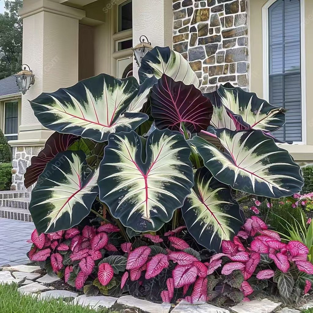 🌿 Σπάνιοι λαμπτήρες hosta🎁 Ειδική προσφορά 2025-SI 
