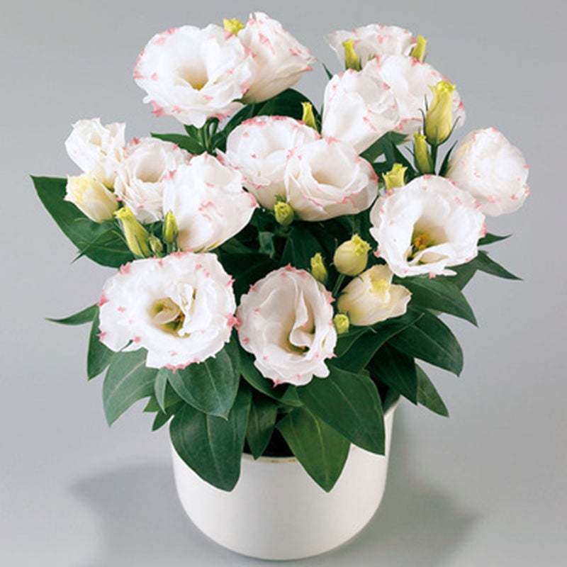 🔥Zadnji dan prodaje💝Eustoma Thornless Rose💐Semena Lisianthusa-SI