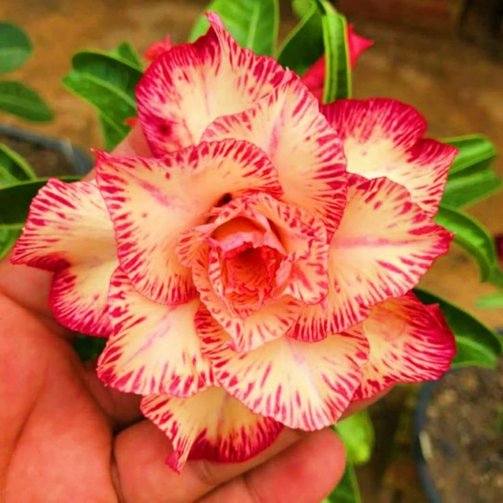 🎁Čebulice puščavskih vrtnic🌵Zelo enostavne za nego! 🌸Čebulice Adenium Obesum-SI