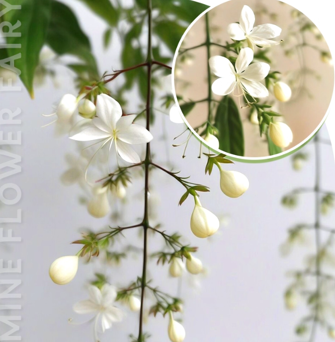 🌸Zimski viseči jasmin – sanjska sobna rastlina🌿❄️-SI