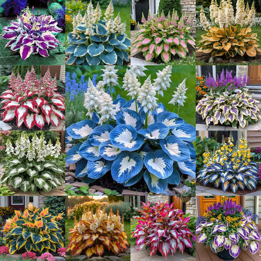 Hardy Beauty: Ανθίζει η Hosta, ανθεκτική στη σκιά και τον παγετό-SI 