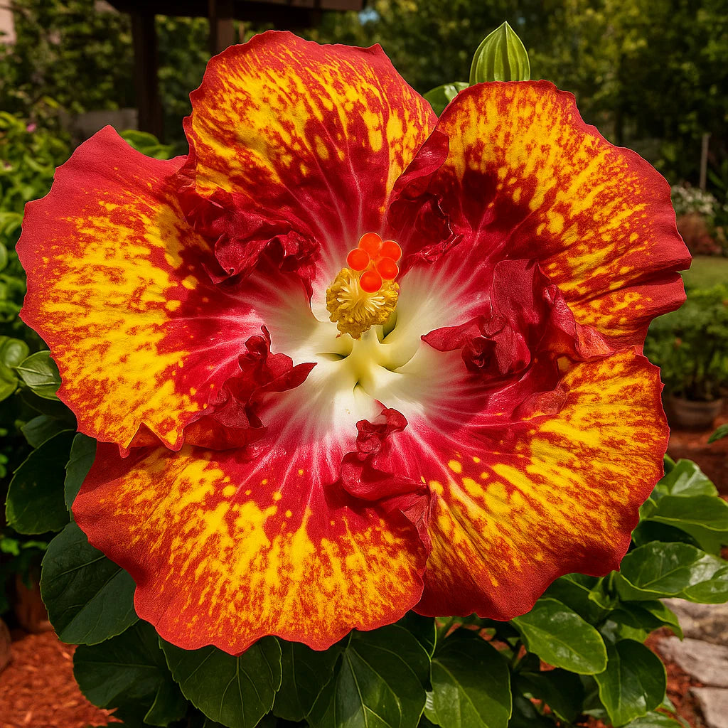 🔥 KARŠTAS IŠPARDAVIMAS - 50% NUOLAIDA 🔥🌸 Dvigubų hibisko sėklos - Lengva auginti 🌸-LT