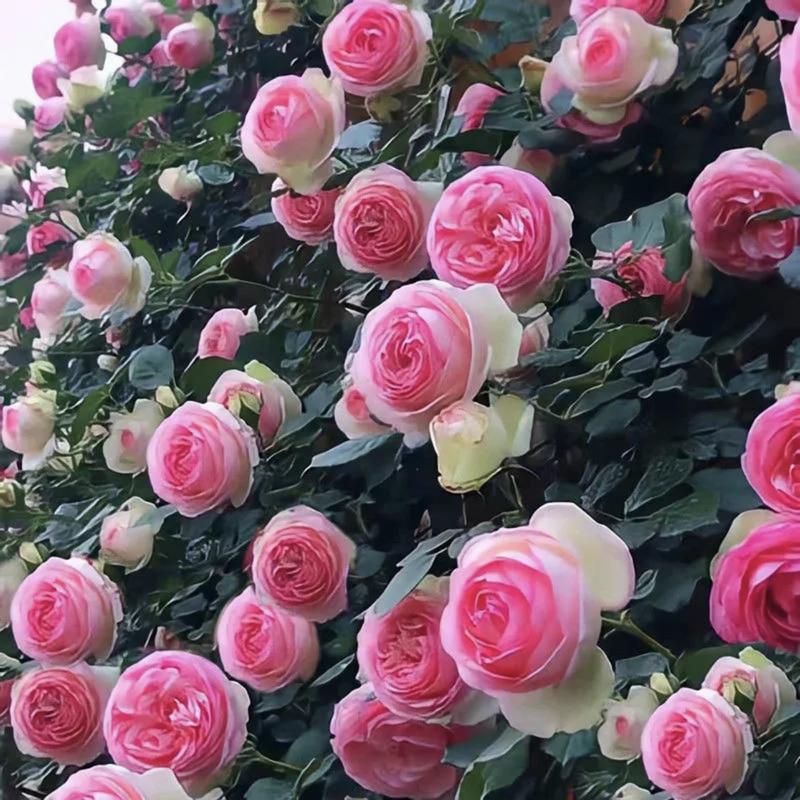 🌈 Vrhunske plezalne vrtnice 🌹 Hitro rastoče, enostavne za nego in zelo dišeče ✨ Popolne za vsak vrt-SI