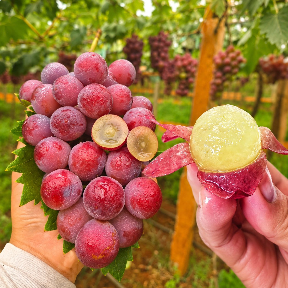 Omejena nova sorta – grozdna semena Queen Nina za sladke, sočne vrtne letine 🍇-SI