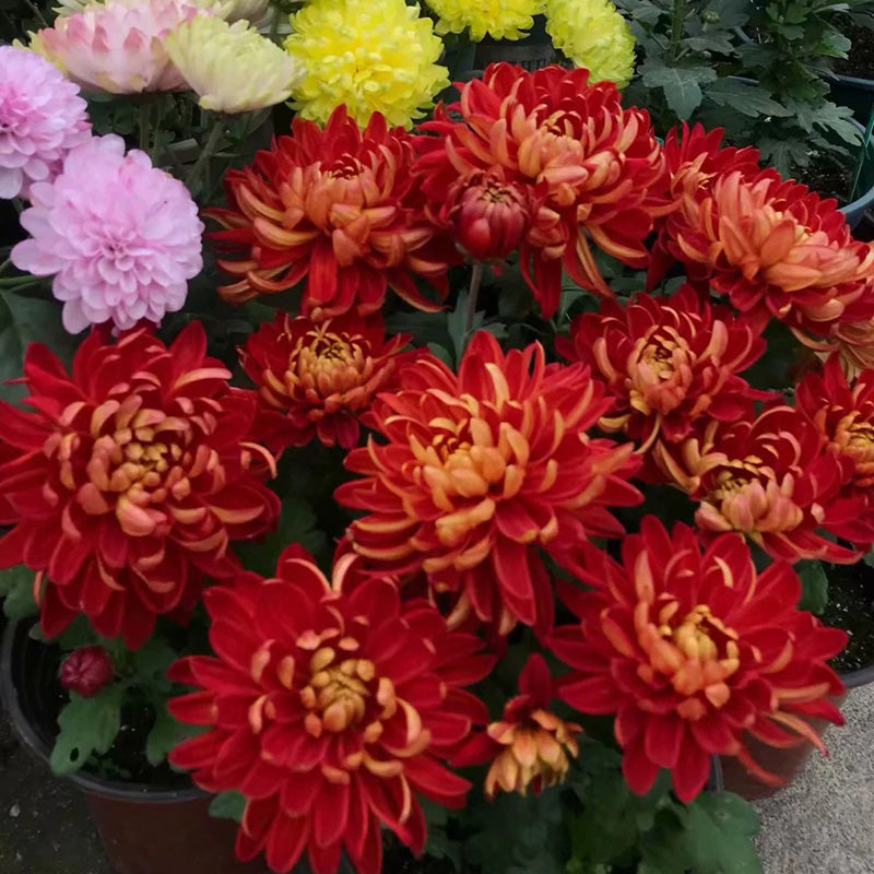 🌺Elegancijos gėlė🌼Milžiniškų chrizantemų sėklos-LT